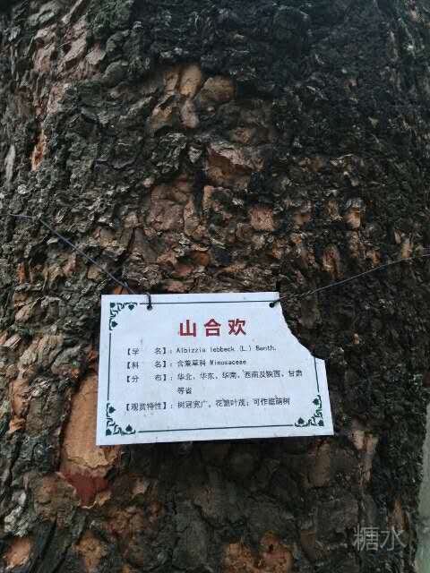 树冠很大可遮荫,皮层层堆叠很有纹理感苏铁是铁树的一种,叶尖如钢针
