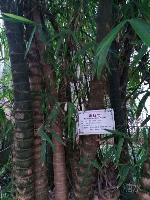 树冠很大可遮荫,皮层层堆叠很有纹理感苏铁是铁树的一种,叶尖如钢针