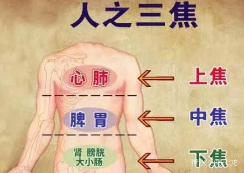 健康养生 中医人体八大系统解剖学原理 由kylelong发表 文学城