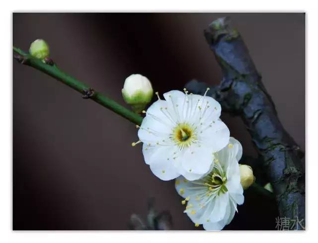 百花落盡已無芳,君復山園慰別腸. 鶴往仙來皆不見,偏偏獨戀那枝黃.