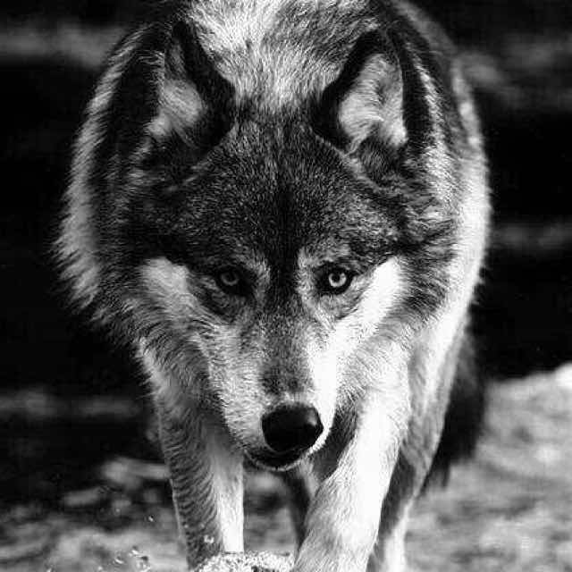 56d4cd36eac0807329117431