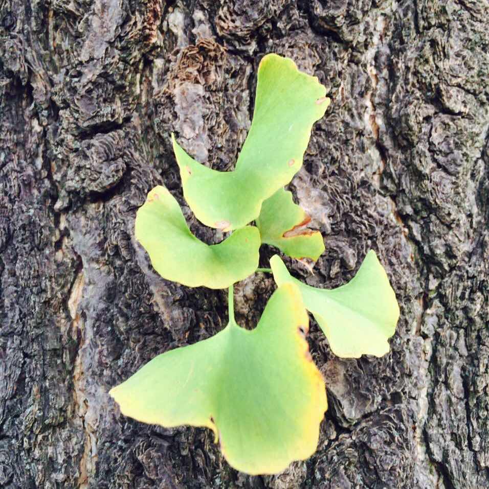 56a36c9964acd1a7323bb156