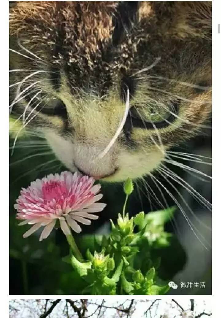 猫和花儿