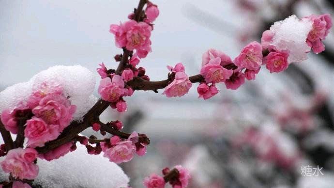 百花开过我花开 二首