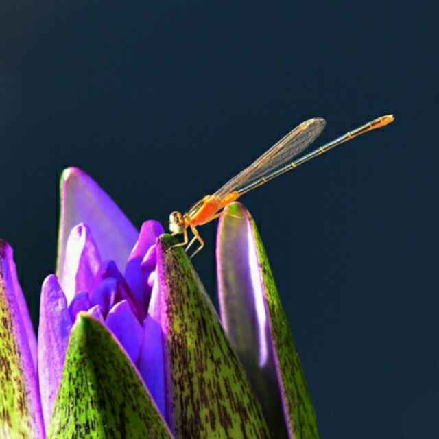 56f1fadb4c50e5be132d1378