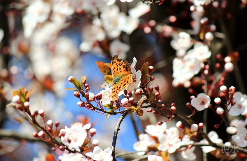 东京上野樱花国人杂技