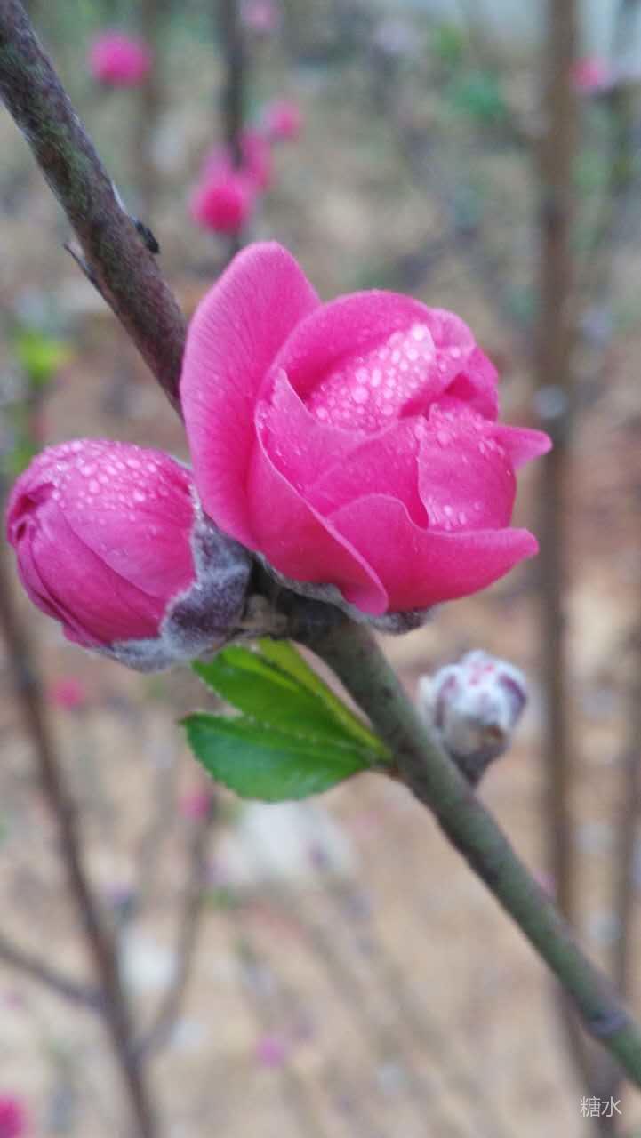 桃花情缘