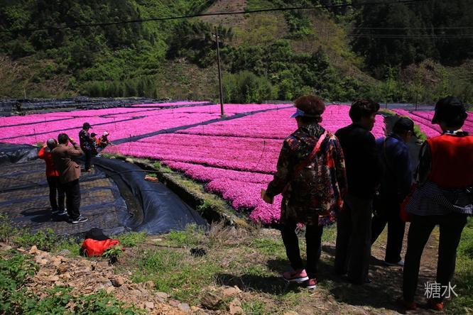 芝樱花海