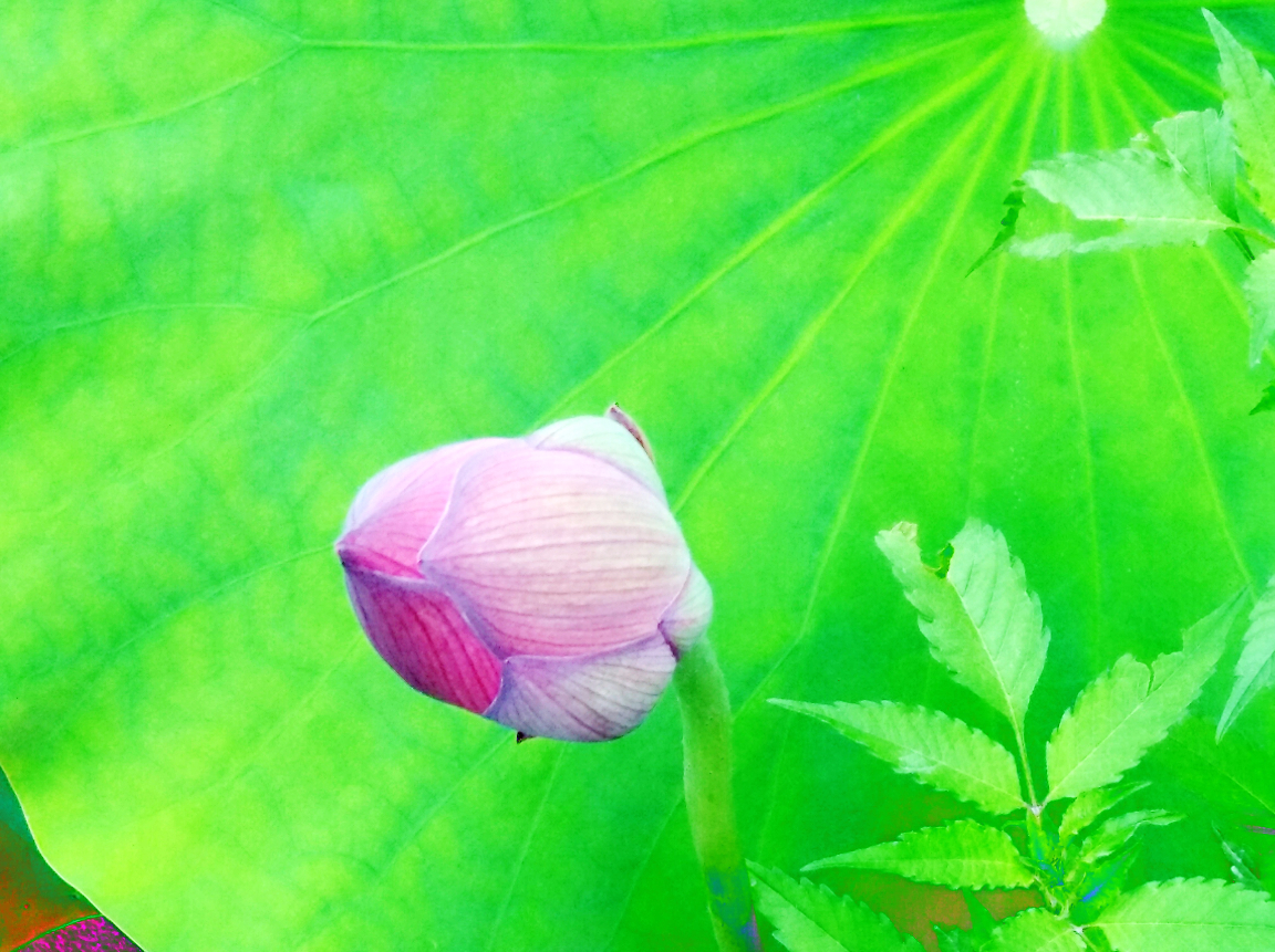 我的赞赏码