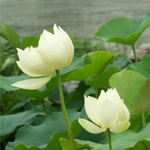 55accf8caa0ef7a6129ed263