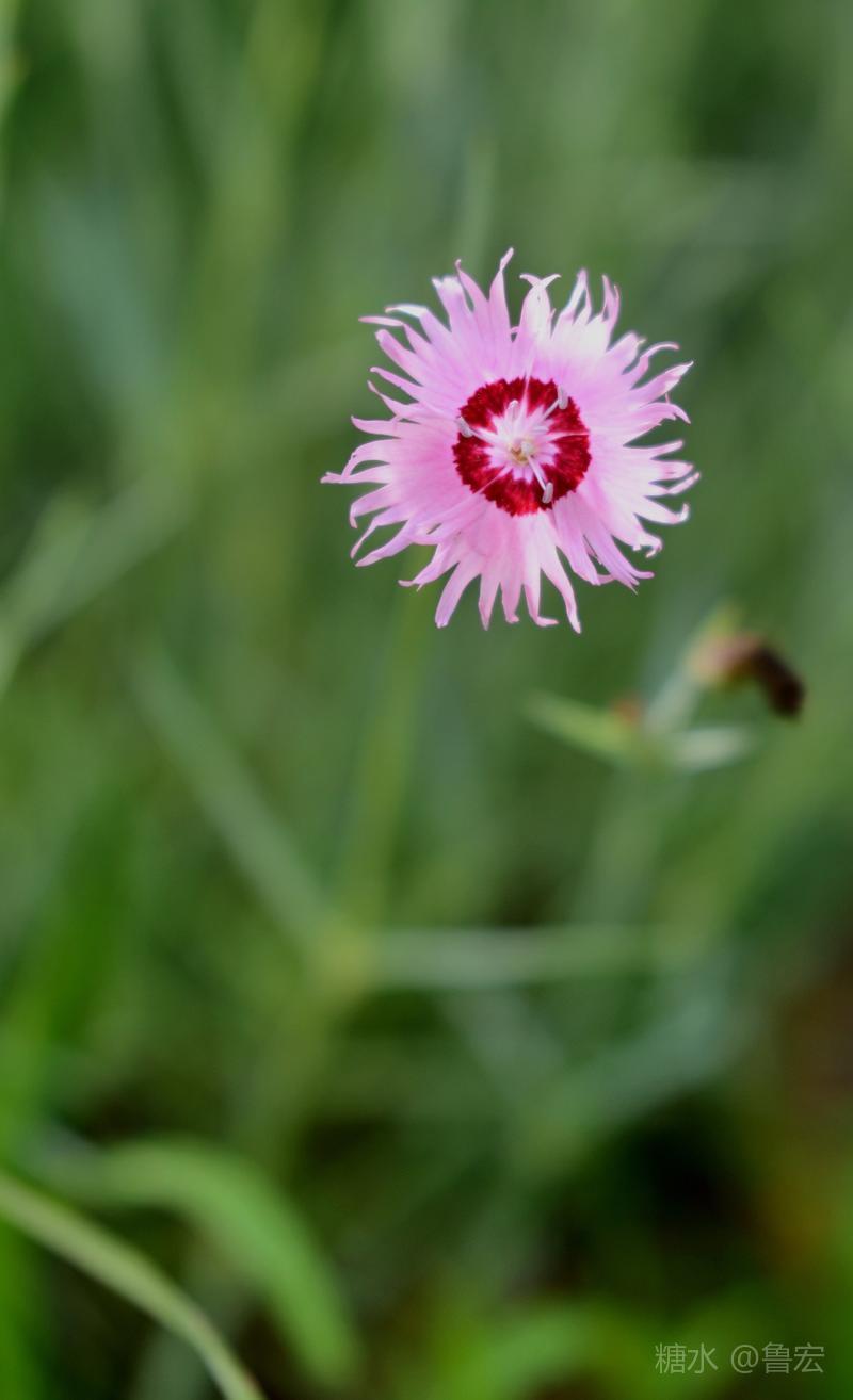 石竹花 母亲的花