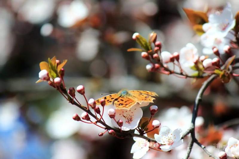 东京上野樱花国人杂技