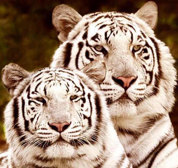 59094d8c7724b6af091cbfea