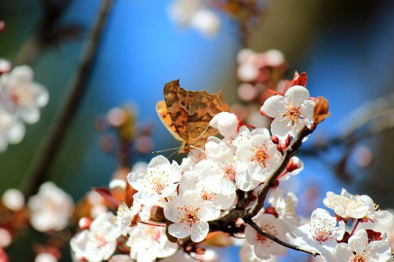 东京上野樱花国人杂技