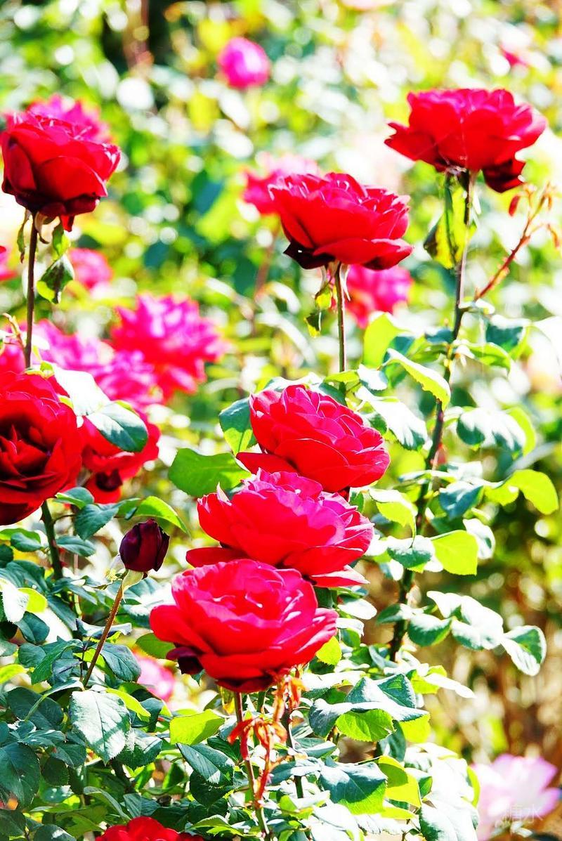 商丘市市花月季花