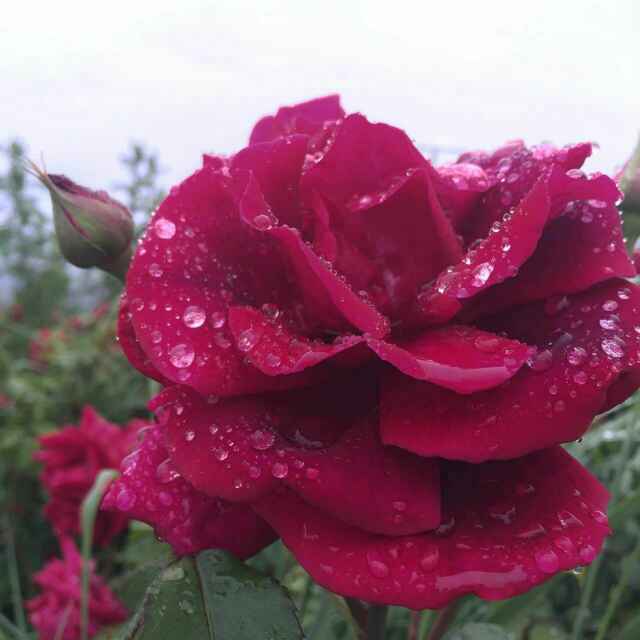 56364fad4b63841f2ee34c8b