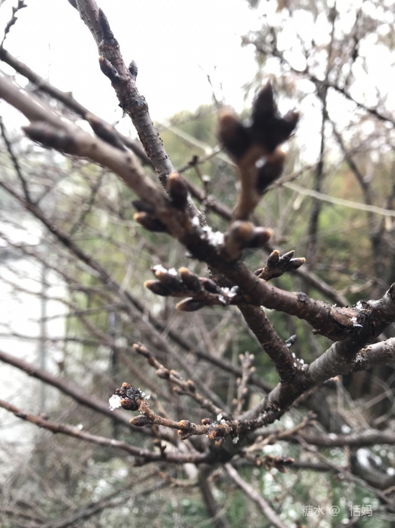 18年12月8日初雪 九溪