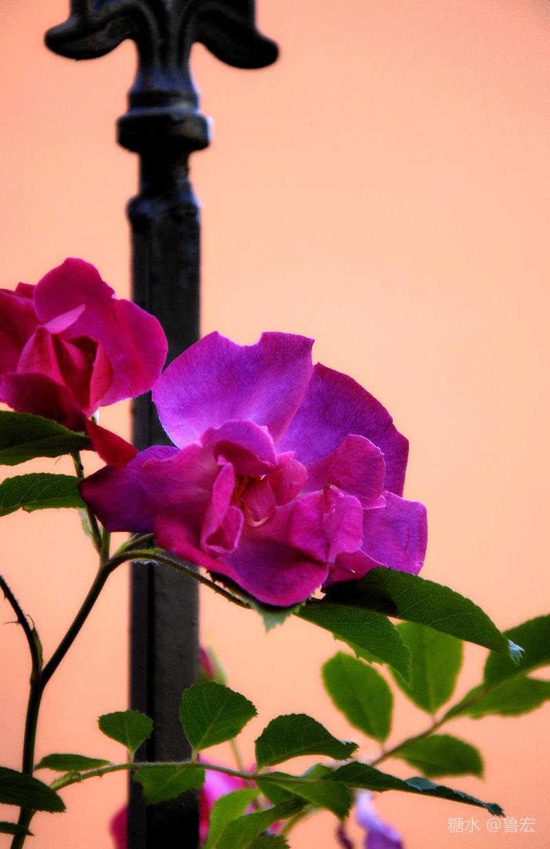 半夏蔷薇花俏然撒芬芳
