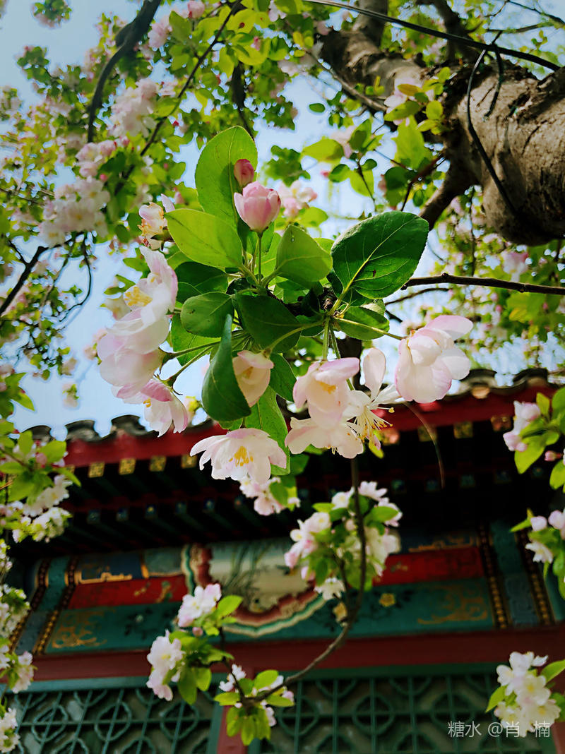 海棠花开 时间 4月9日中午 手机摄于海棠花溪