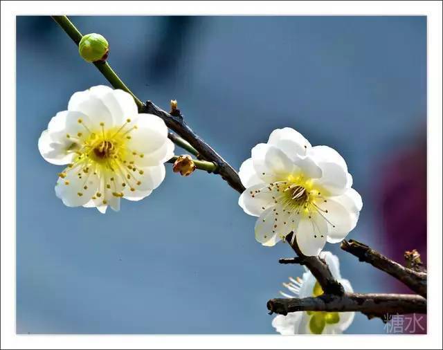 百花落盡已無芳,君復山園慰別腸. 鶴往仙來皆不見,偏偏獨戀那枝黃.