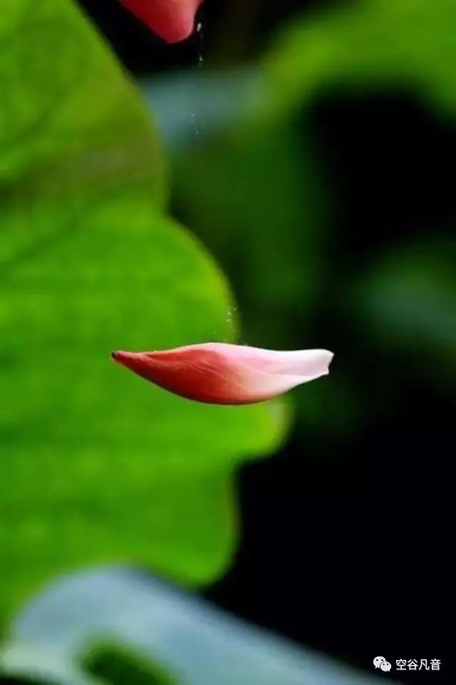 我的赞赏码